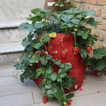 6포켓 26L / 7갤런 부직포 딸기 재배 가방, 크기: 30X35cm, 크기: 30X35cm