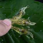 10개 4cm 낚시 소프트 베이트 팝퍼, 인공 새우, 야광 새우, 분홍 새우, 녹색 새우, 투명 새우
