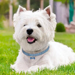 블링 라인스톤 강아지 목걸이 크리스탈 강아지 치와와 애완견 목걸이 리드줄 소형견용 마스코타 액세서리, L, M, S