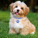 애완동물 목걸이 다이아몬드 탄력 고양이 및 개 목걸이 쥬얼리, S, M, L