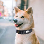 PUGGA GG1002 폴리에스터 반려동물 목걸이 개 GPS 장치 보호용 목걸이, M, L