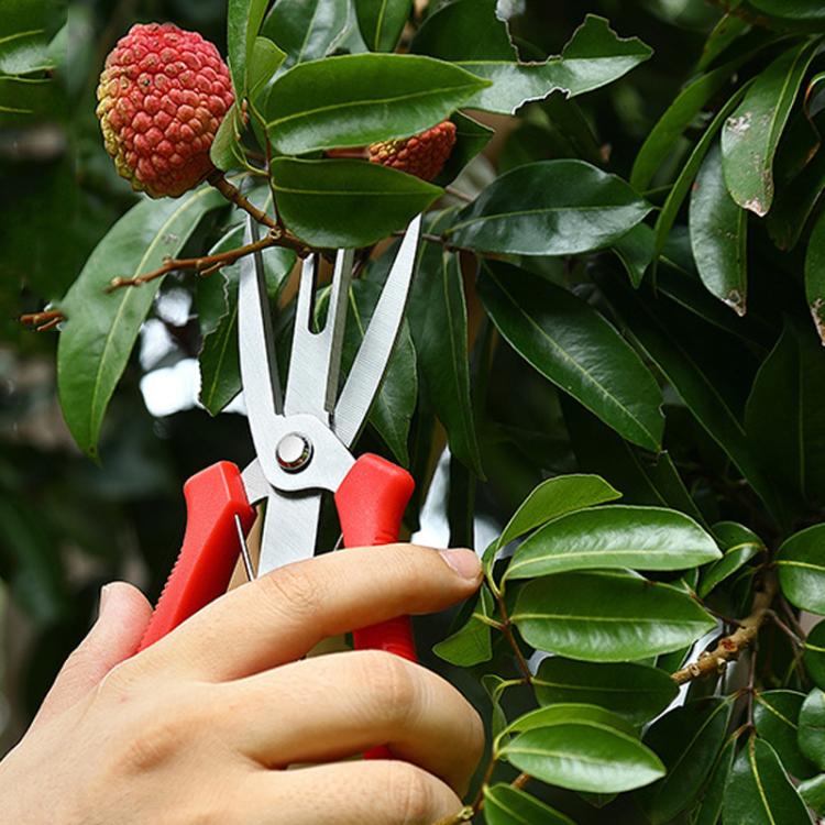 Agricultural Fruit And Flower Thinning Scissors Home Gardening Pruning Tools, 6608-1